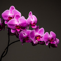 Buy canvas prints of Purple Orchid Still Life by Mike C.S.