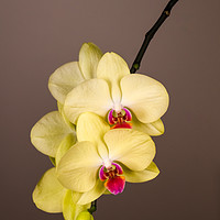Buy canvas prints of Yellow Orchid Still Life  by Mike C.S.