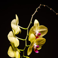 Buy canvas prints of Yellow Orchid Still Life by Mike C.S.