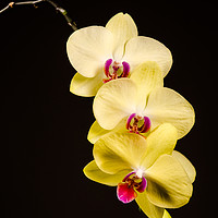 Buy canvas prints of Yellow Orchid Still Life by Mike C.S.
