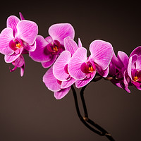 Buy canvas prints of Purple Orchid Still Life by Mike C.S.