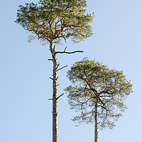 Buy canvas prints of Coniferous Trees  by Mike C.S.