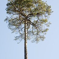 Buy canvas prints of Single Coniferous Tree  by Mike C.S.