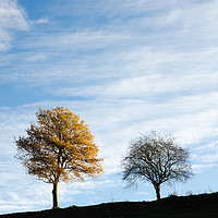 Buy canvas prints of Two trees in autumn by Mike C.S.