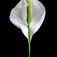 Buy canvas prints of Japanese Peace Lily  by Mike C.S.