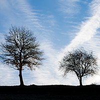 Buy canvas prints of Two Trees by Mike C.S.