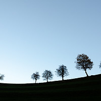 Buy canvas prints of Trees In Line  by Mike C.S.