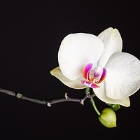 Buy canvas prints of White Orchid Still Life  by Mike C.S.