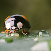 Buy canvas prints of Ladybug On A Leaf  by Mike C.S.