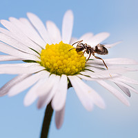 Buy canvas prints of Ant On A Flower  by Mike C.S.