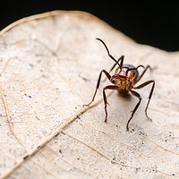 Buy canvas prints of Ant On A Leaf  by Mike C.S.