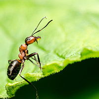 Buy canvas prints of Ant In The Forest  by Mike C.S.