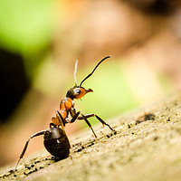 Buy canvas prints of Ant On The Forest Floor  by Mike C.S.