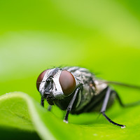 Buy canvas prints of Fly On A Leaf  by Mike C.S.
