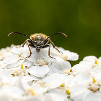 Buy canvas prints of Longhorn Beetle On A Flower  by Mike C.S.
