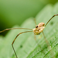 Buy canvas prints of Daddy Longlegs Spider   by Mike C.S.