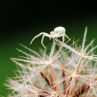 Buy canvas prints of Crab Spider On A Dandelion Flower  by Mike C.S.
