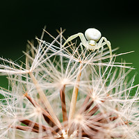 Buy canvas prints of Crab Spider On A Dandelion  by Mike C.S.