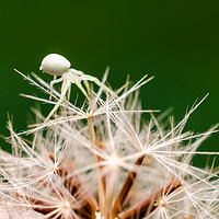 Buy canvas prints of Tiny Crab Spider On A Dandelion  by Mike C.S.