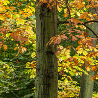 Buy canvas prints of Fall Colors In The Forest  by Mike C.S.