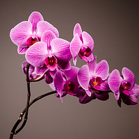 Buy canvas prints of Purple Orchid Still Life   by Mike C.S.