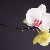 Buy canvas prints of White And Yellow Orchid  by Mike C.S.