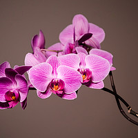 Buy canvas prints of Purple Orchids Still Life by Mike C.S.