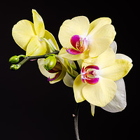 Buy canvas prints of Yellow Orchids Still Life  by Mike C.S.