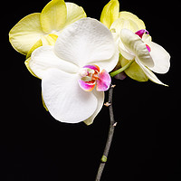 Buy canvas prints of White And Yellow Orchids  by Mike C.S.