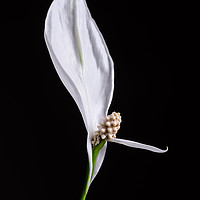 Buy canvas prints of Japanese Peace Lily by Mike C.S.