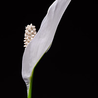Buy canvas prints of Japanese Peace Lily by Mike C.S.