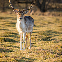 Buy canvas prints of Fallow Deer at the Knole Park by Lubos Fecenko
