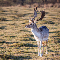 Buy canvas prints of Fallow Deer at the Knole Park by Lubos Fecenko