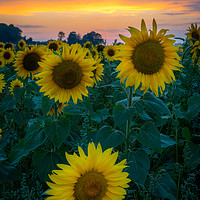 Buy canvas prints of Sunflower Sunset by Lubos Fecenko
