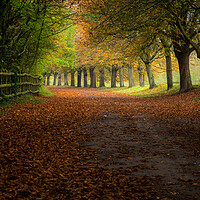 Buy canvas prints of Autumn  by Lubos Fecenko