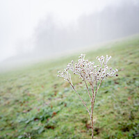 Buy canvas prints of A close up of a frosty gras by Lubos Fecenko