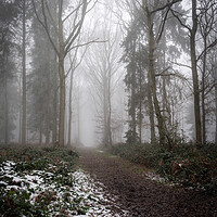 Buy canvas prints of Misty woodland path by Lubos Fecenko