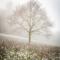 Buy canvas prints of Lone tree in the mist by Lubos Fecenko