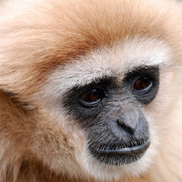 Buy canvas prints of Portrait of Gibbon by Simon Marshall