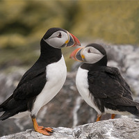 Buy canvas prints of Two Puffins on the rocks by Simon Marshall