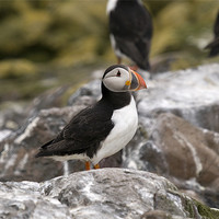 Buy canvas prints of Puffin with bright orange beak by Simon Marshall