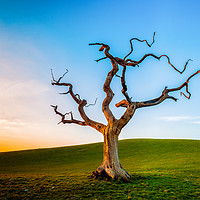 Buy canvas prints of Lonely Tree At Sunset by Kevin Sloan
