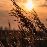 Buy canvas prints of Sunsetting through the reeds  by louise stanley
