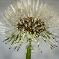 Buy canvas prints of Dandelion after the rain by louise stanley