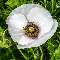 Buy canvas prints of White Poppy by louise stanley