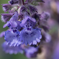 Buy canvas prints of Blue Nepeta flowers by louise stanley