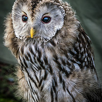 Buy canvas prints of Ural Owl by louise stanley
