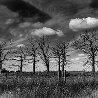 Buy canvas prints of Bare Trees by louise stanley
