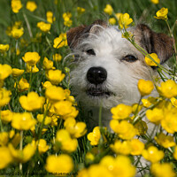 Buy canvas prints of Buttercup Dog by louise stanley