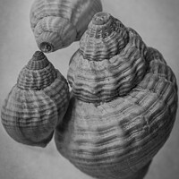 Buy canvas prints of  Common Whelk shells by louise stanley